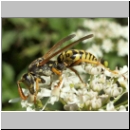 Polistes dominula - Haus-Feldwespe m04.jpg